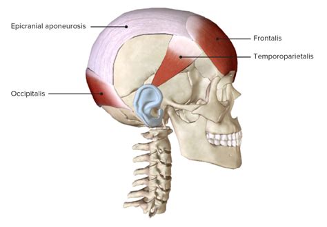 musculo occipitofrontal